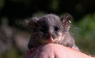 Mountain Pygmy Possums